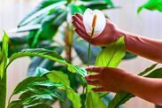 how to get peace lily to flower gardening