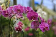 how to make orchids bloom longer