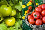 how to ripen tomatoes faster monty don