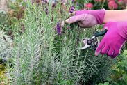 lavender pruning autumn garden