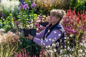 harrogate flower show 2024 pictures