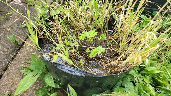 gardeners urged bucket of water garden july august