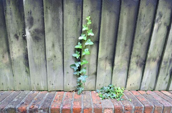 gardeners urged to drill holes in fence before summer ends