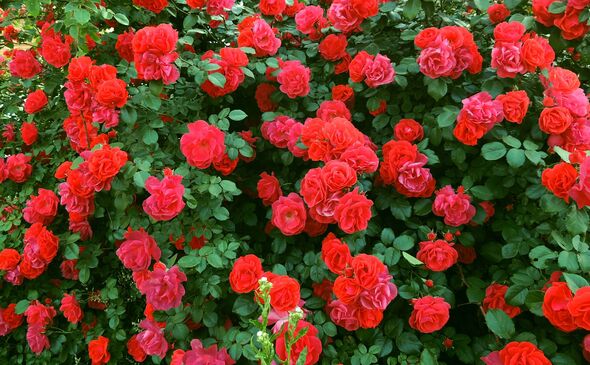 how to grow bigger roses