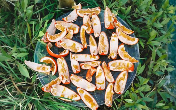 gardening warning orange peels deter cats