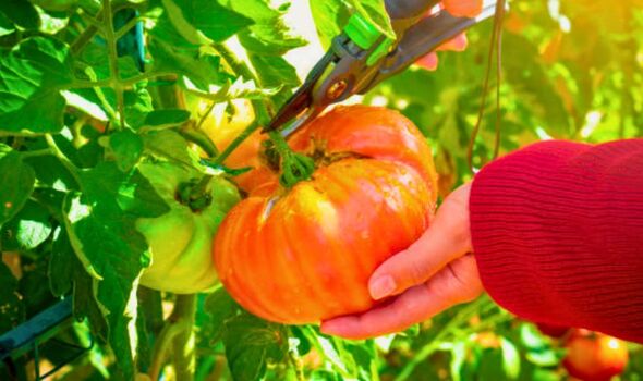 how to make a homemade tomato fertiliser 