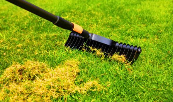 how to naturally remove lawn moss 