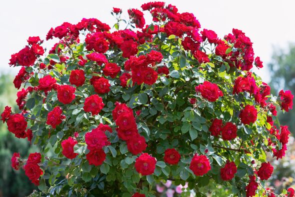 how to grow bigger stronger roses