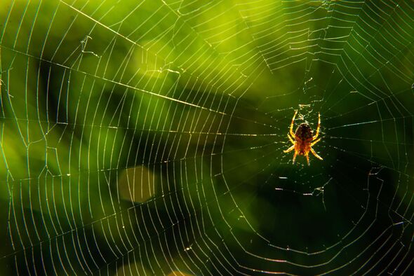 homeowners get rid of spiders tree garden