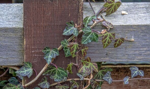 Easy way to kill stubborn English ivy with two natural ingredients in ‘two days’