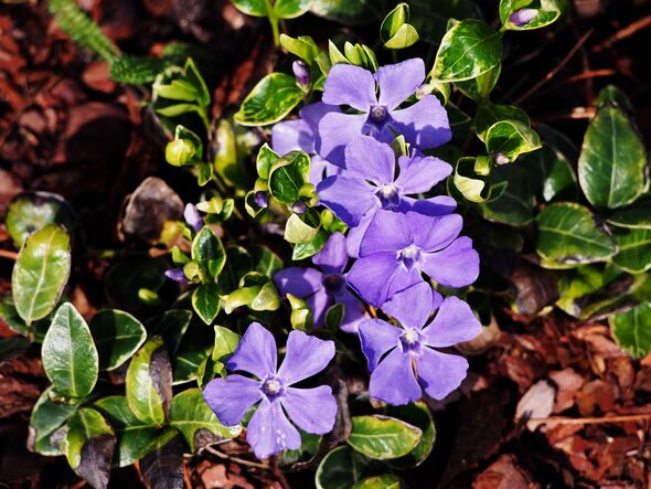 Vinca minor 'Ralph Shubert'