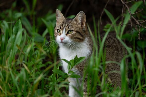 Cat on lawn