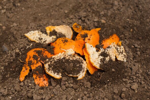 Orange peel in soil