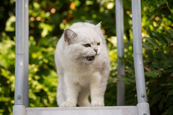 Adult cat breed Scottish chinchilla of light gray color, walks outdoors