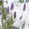 lavender winter care jobs plants