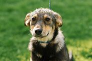 neighbour row dog broke into garden