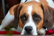 how to reduce dog anxiety bonfire night fireworks 