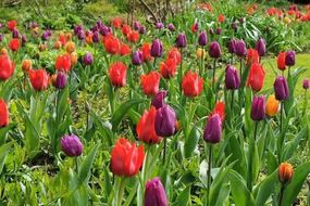 home-gardeners-free-bulbs-deal-pretty-spring-blooms-next-year