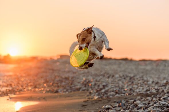 Dog jumping and catching plastic flying disc