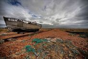 dungeness beach kent wildlife uk 