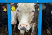 countryside uproar at councils anti-meat