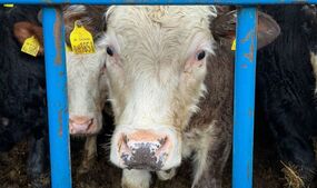 countryside uproar at councils anti-meat