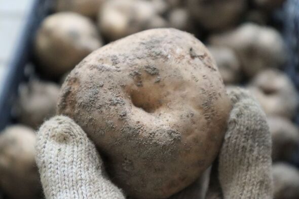 A person holding freshly harvested potatoes