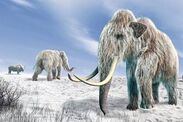 woolly mammoth extinction reason study