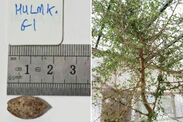 scientists grow biblical lost tree