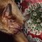 Coronavirus disease spread bats humans COVID19 symptoms coronavirus news