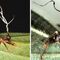 zombie ant fungi new species china