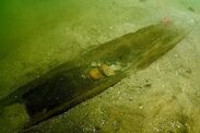 prehistoric discovery canoes lake mendota wisconsin