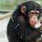 DRAMA DOCUMENTARY: Natural World: Spacechimp, 8pm, BBC2