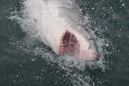 Great White shark investigation Spanish coast