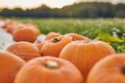 halloween veg pledge for revellers, retailers and growers