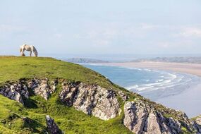 beach wild ponies views wales