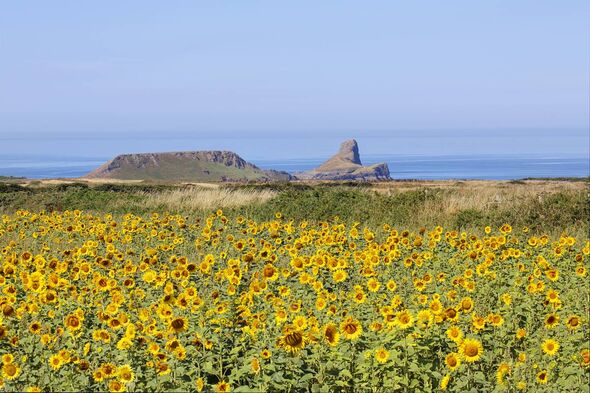 field of sunflowers