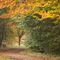 national trust autumn leaves list