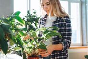 how to banish insects from houseplants gardeners hack