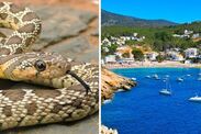 ibiza snake crisis invasive reptiles