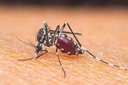 deadly virus dengue spain symptoms mosquitoes