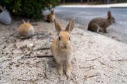 japan island sinister history dark tourism twist