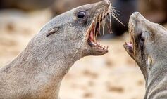 rabid seals warning tourists attacked south africa