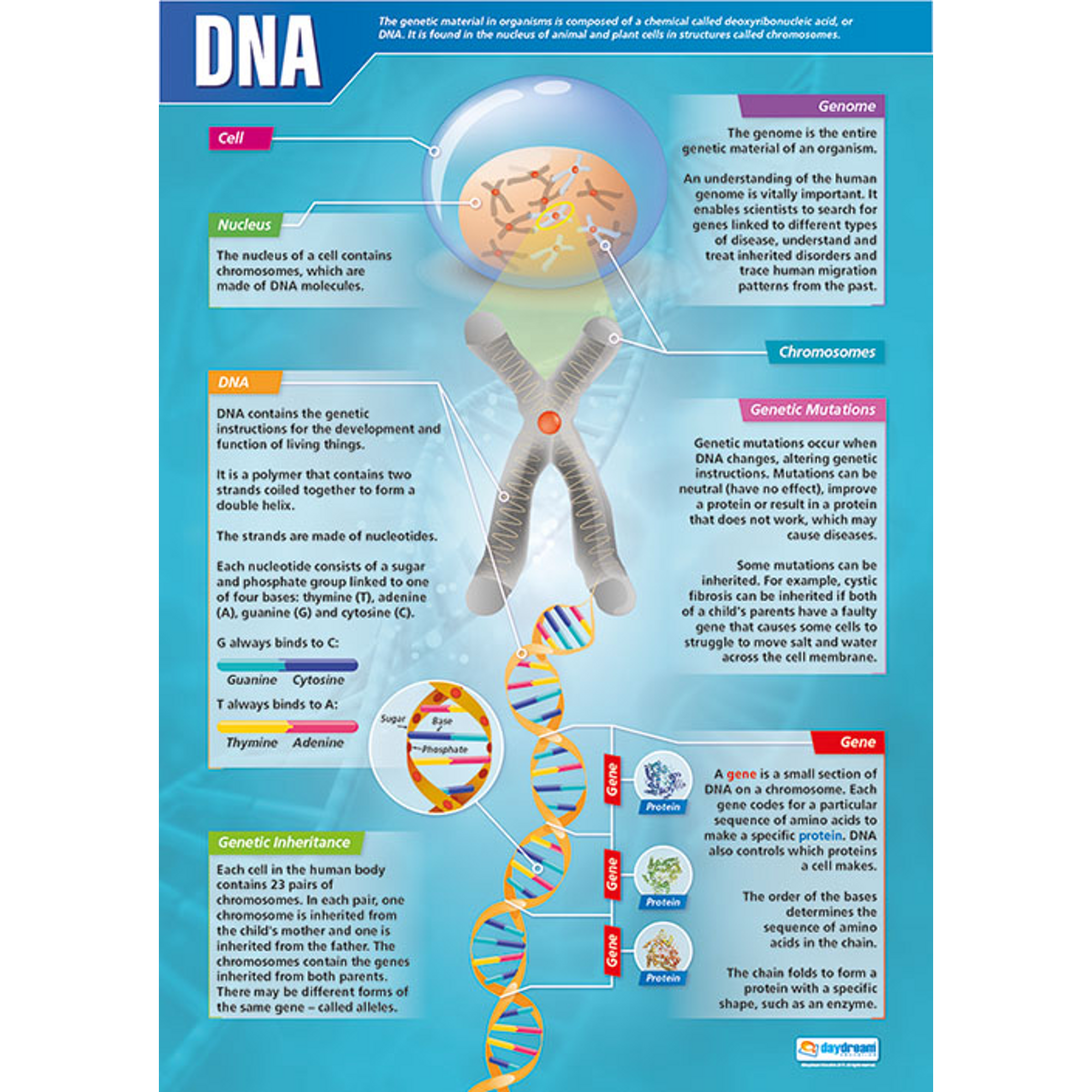 รวมกัน 95+ ภาพพื้นหลัง การ เชื่อม ต่อ สาย Dna ด้วย เอนไซม์ Dna ไล เกส ...