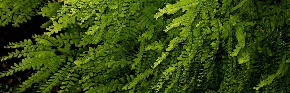 lady fern