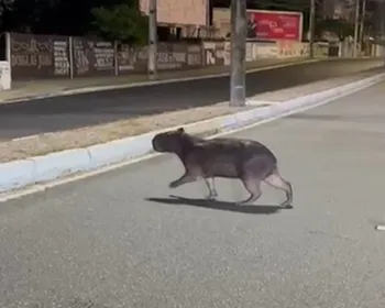 Capivara é vista atravessando Avenida Epitácio Pessoa