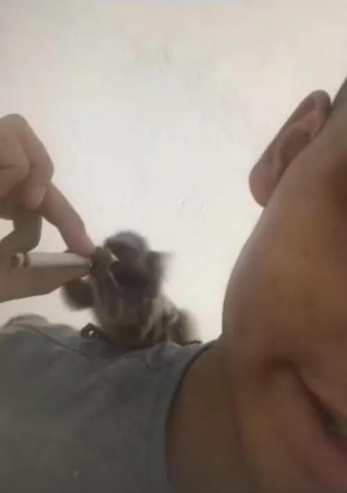 
				
					Macaco sagui é filmado consumindo álcool e drogas, e homem é preso na Paraíba
				
				