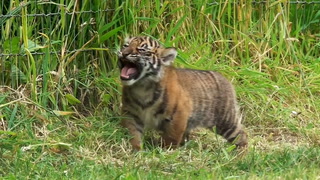 First tiger cub born at zoo in Wales practises roar