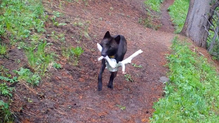 Yellowstone wolves take 'toys' to pups to entertain them while waiting for food