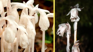 These parasitic 'ghost' flowers can be found in Canada, but not for very long